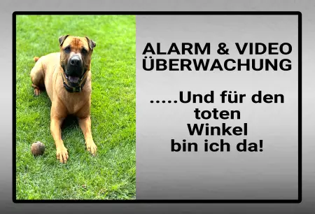  Hunde ... Und für den toten Winkel bin ich da! Bild