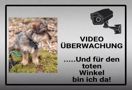 Hunde Video Überwachung Bild