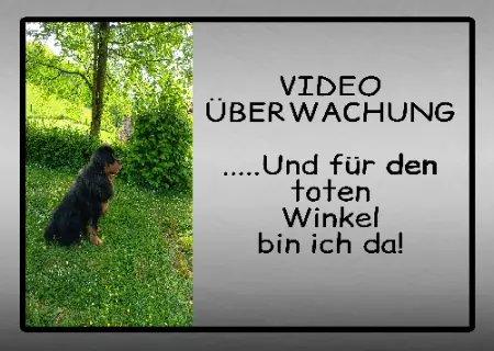 Hunde VIDEO ÜBERWACHUNG ... Bild