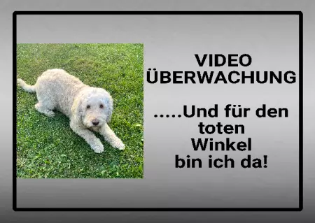 Hunde VIDEO ÜBERWACHUNG Bild