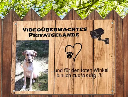 Hunde Videoüberwachtest Privatgelände Bild