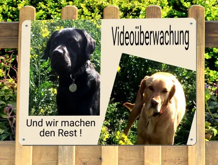  Hunde Videoüberwachung Bild