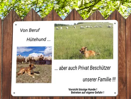 Hunde Von Beruf Hütehund Bild