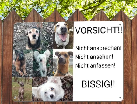  Hunde VORSICHT BISSIG! Bild