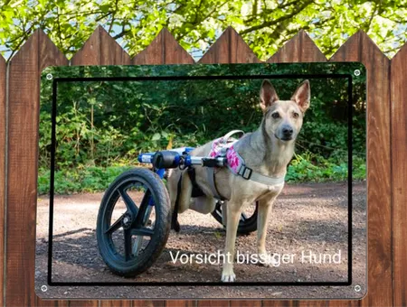 Hunde Vorsicht bissiger Hund Bild