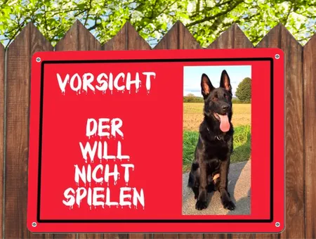 Hunde VORSICHT - Der will nicht spielen Bild