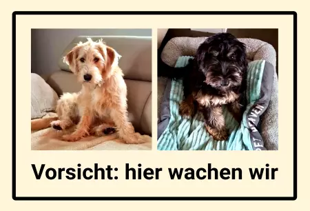 Hunde Vorsicht: hier wachen wir Bild