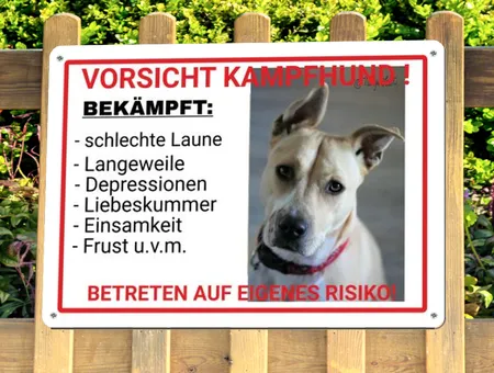  Hunde VORSICHT KAMPFHUND Bild