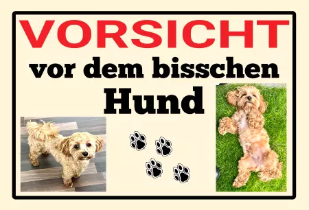  Hunde VORSICHT vor dem bisschen Hund Bild