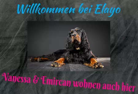 Hunde Willkommen bei Elago Bild