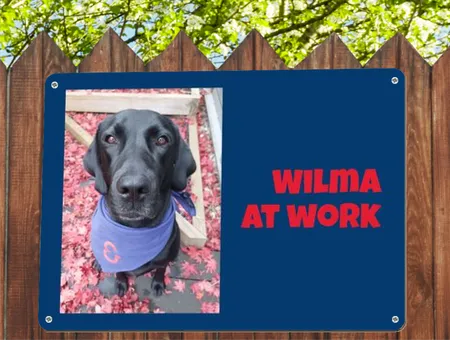 Hunde WILMA AT WORK Bild