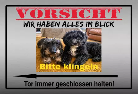Hunde Wir haben alles im Blick Bild