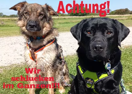 Hunde Wir schlucken im Ganzen!! Bild