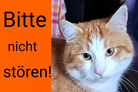Katzen Bitte nicht stören! Bild