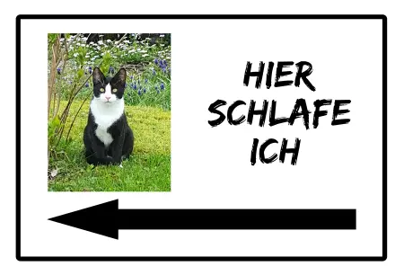 Katzen Hier schlafe ich Bild