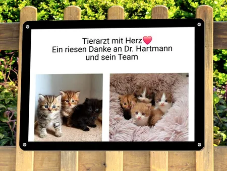  Katzen Tierarzt mit Herz Bild