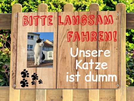  Katzen Unsere Katze ist dumm Bild