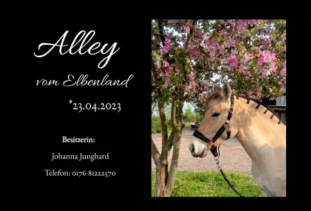Pferde Alley Bild
