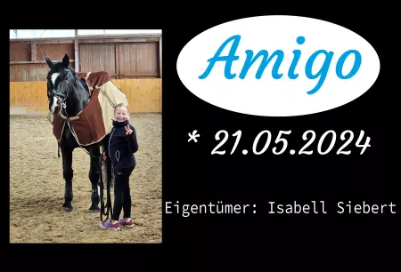 Pferde Amigo Bild