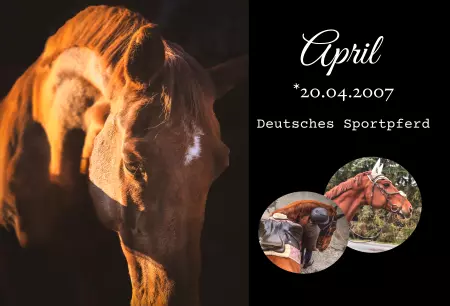 Pferde April Bild