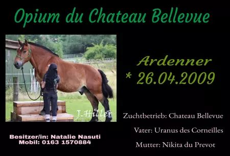 Pferde Ardenner Bild