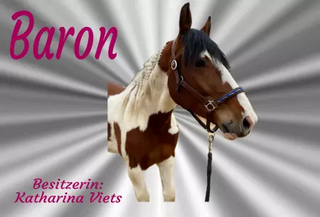 Pferde Baron Bild