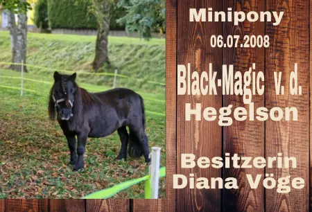Pferde Black-Magic Bild