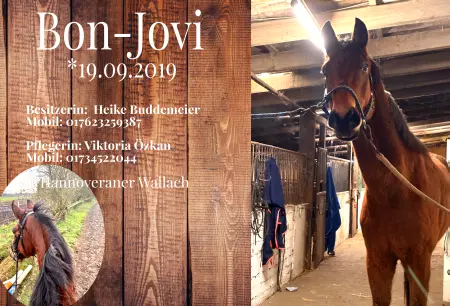  Pferde Bon-Jovi Bild