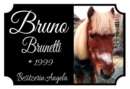 Pferde Bruno Bild