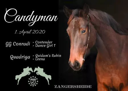 Pferde Candyman Bild