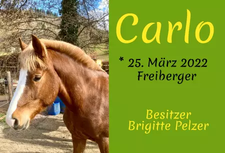 Pferde Carlo Bild