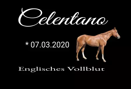 Pferde Celentana Bild