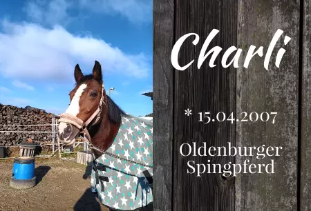 Pferde Charli Bild