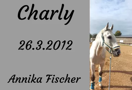 Pferde Charly Bild