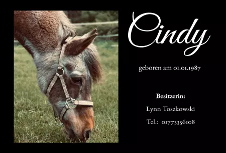 Pferde Cindy Bild