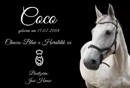 Pferde Coco Bild