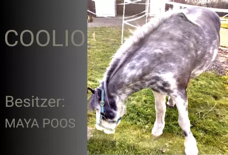 Pferde Coolio Bild