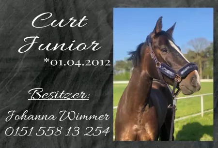 Pferde Curt Junior Bild