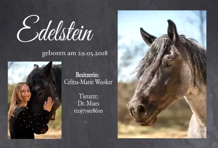 Pferde Edelstein Bild