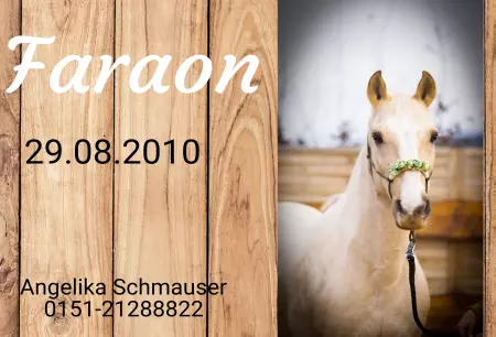 Pferde Faraon Bild
