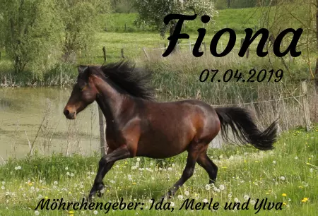 Pferde Fiona Bild