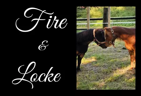 Pferde Fire & Locke Bild