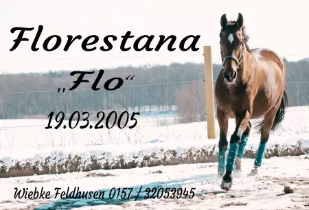  Pferde Florestana Bild