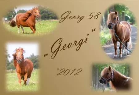 Pferde Georgi Bild