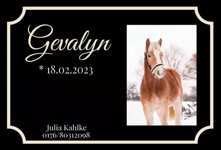 Pferde Gevalyn Bild