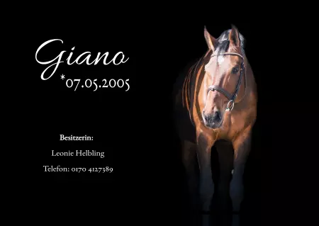 Pferde Giano Bild