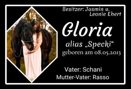 Pferde Gloria Bild