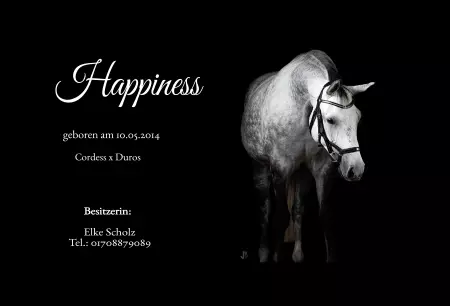 Pferde Happiness Bild