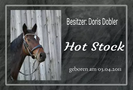 Pferde Hot Stock Bild