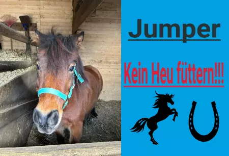 Pferde Jumper Bild